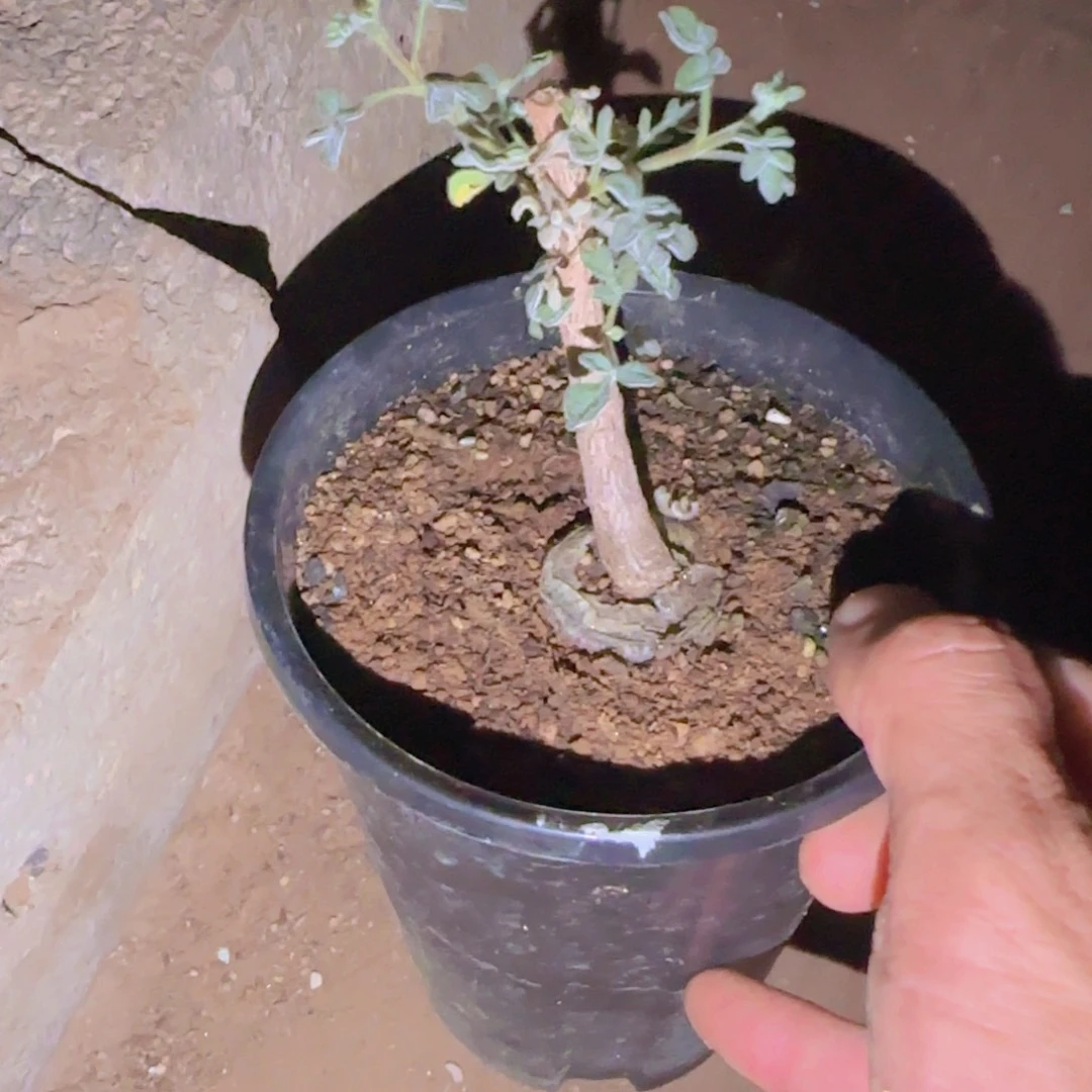 陶***子块根植物块根植物