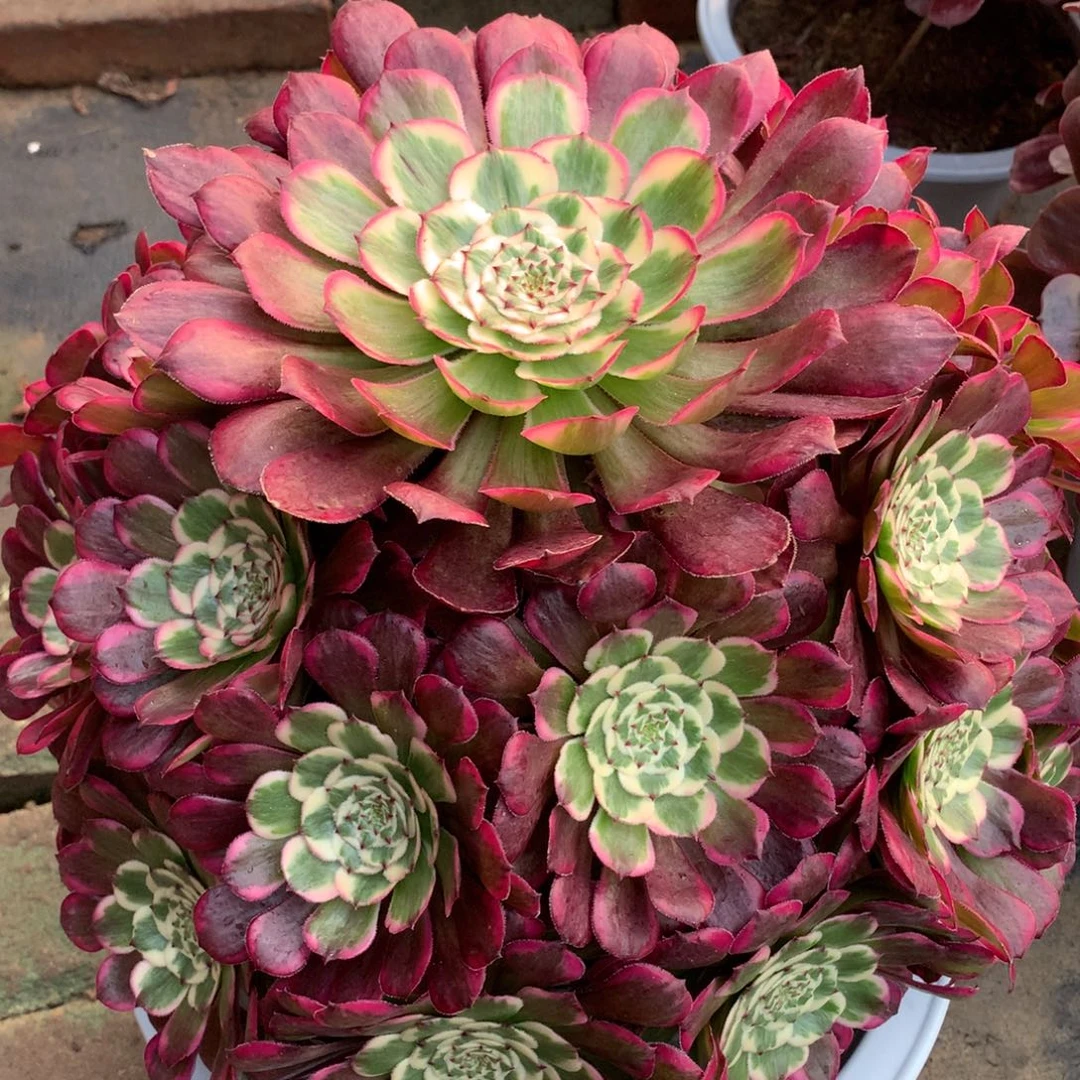 霁月捧花，多肉植物