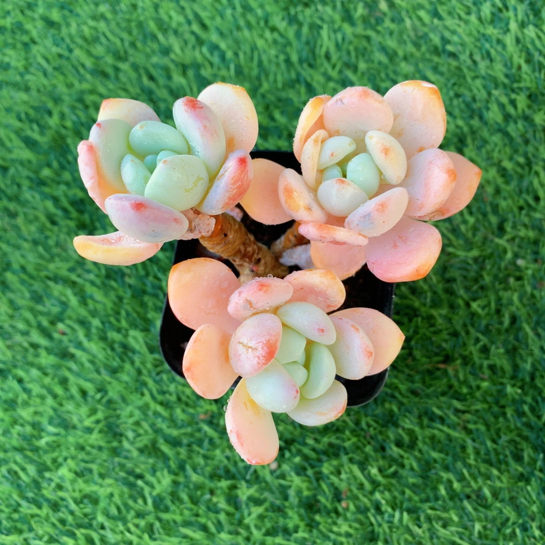 冷香群5-7CM【花界草堂】精品多肉阳台盆栽一单包邮