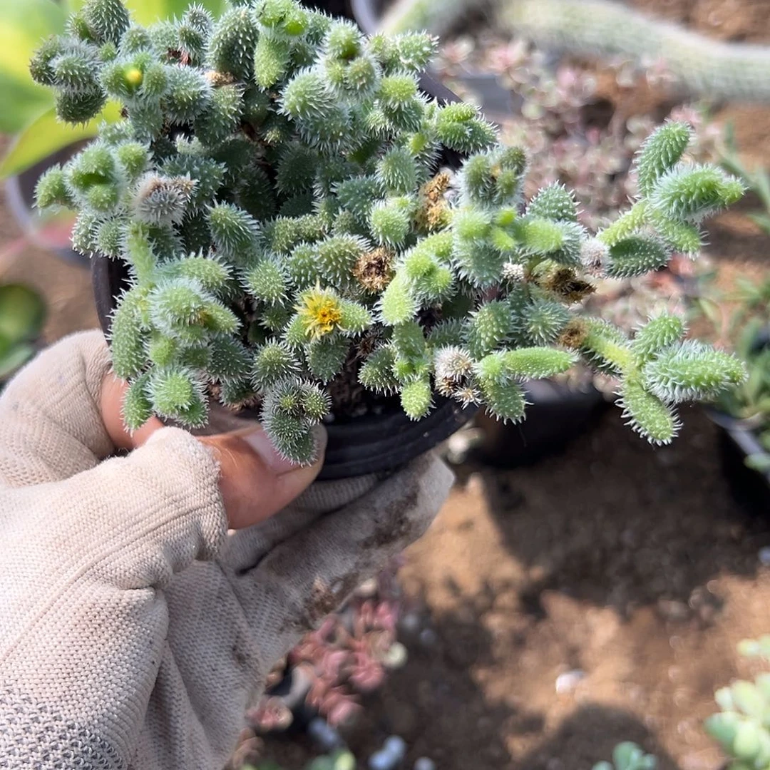 嘟嘟呃呃呃呃呃呃呃呃呃呃呃呃