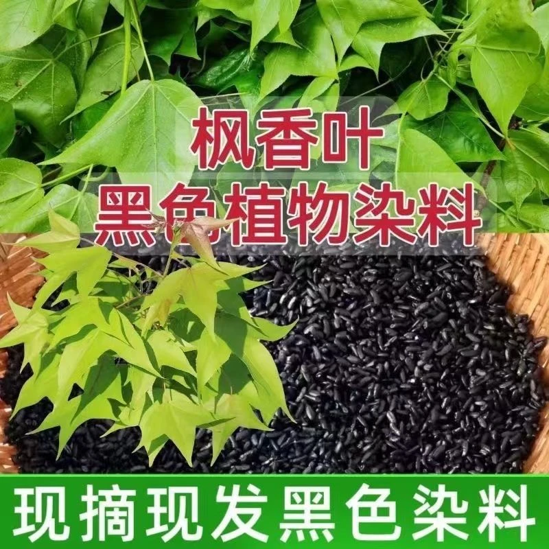 枫香叶新鲜乌米饭叶红蓝草三月三清明节染料广西五色糯米饭植物
