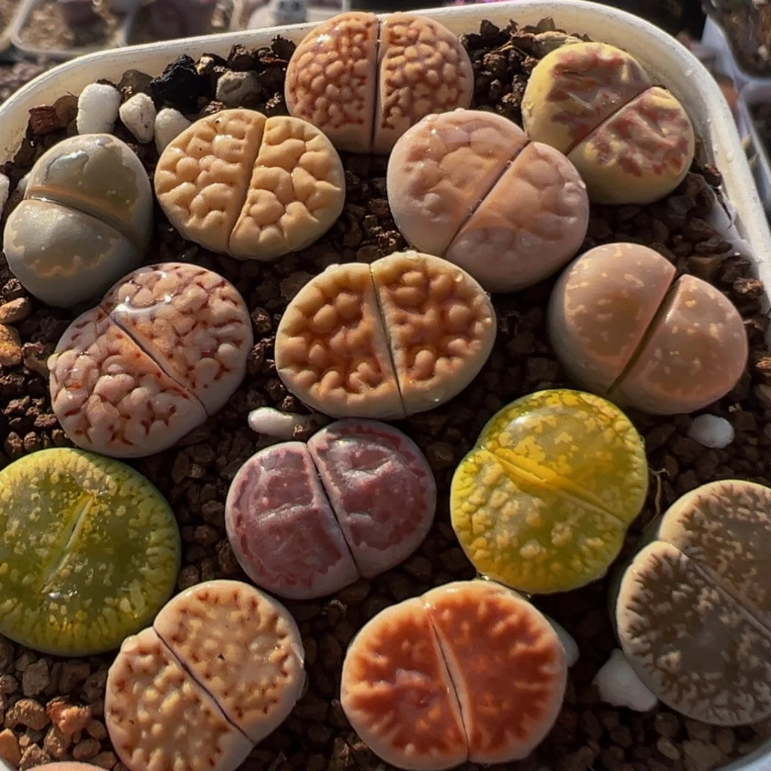 78多肉植物百科植物