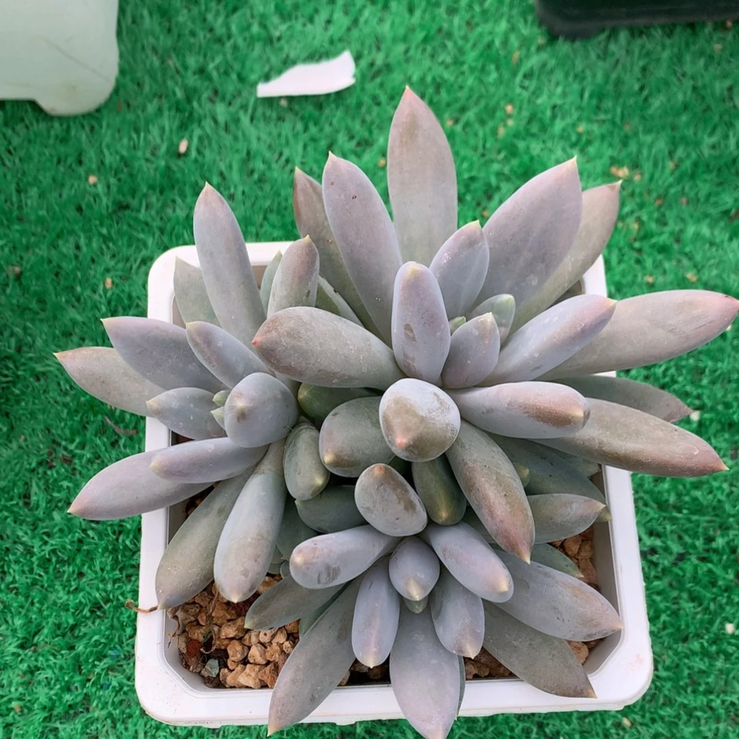 哥特萝莉老桩彩体一物一拍