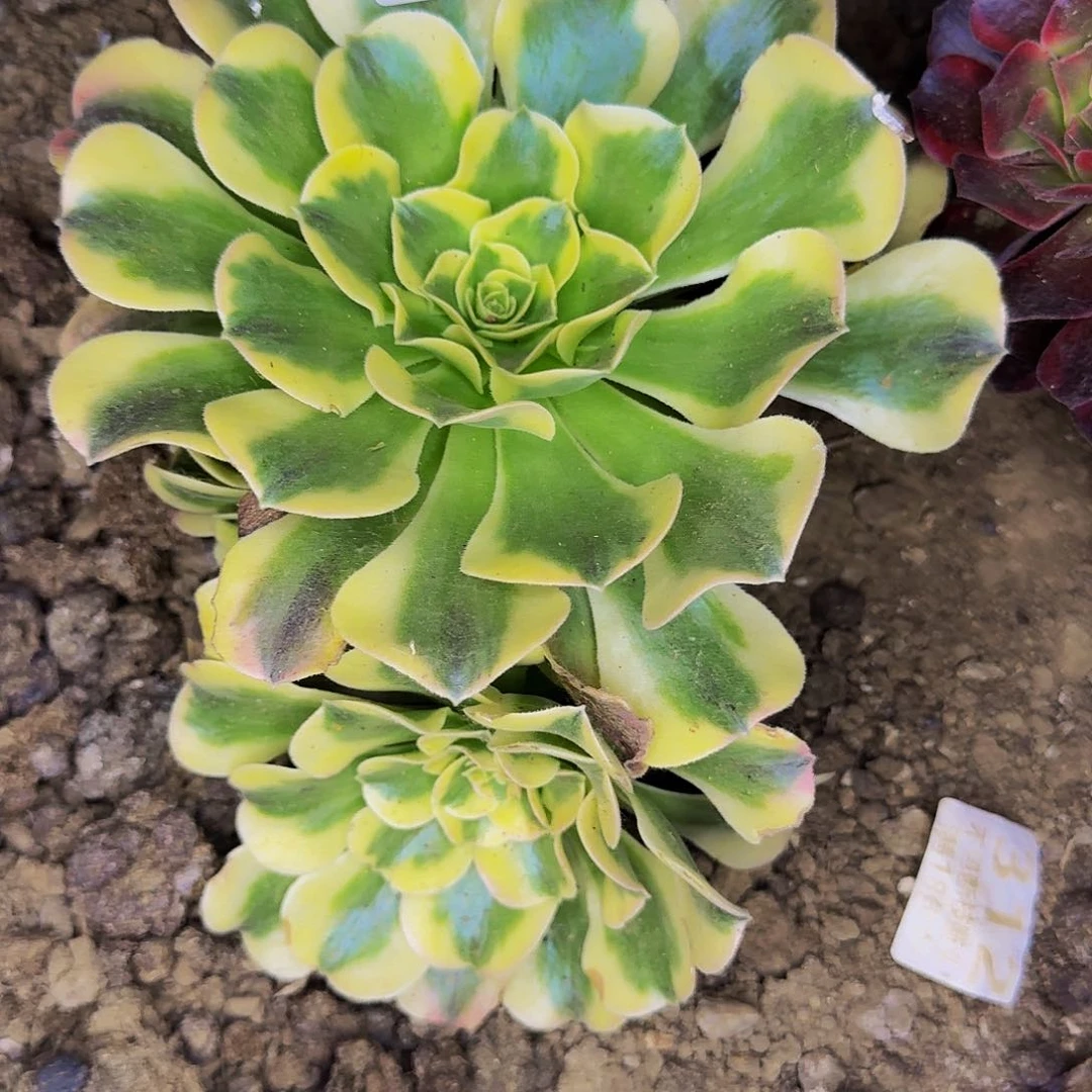 165 绿豆沙多肉法师的