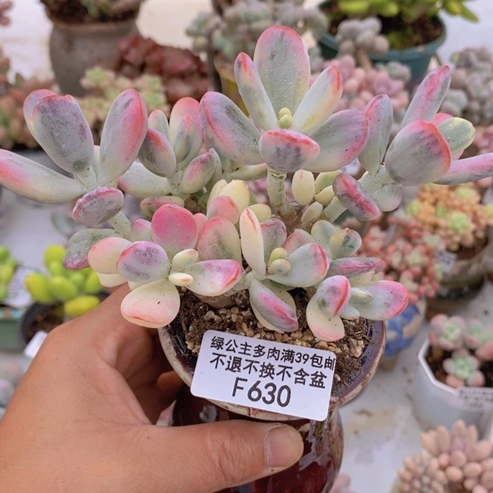 乒乓福娘锦老桩有砍10cm630多肉植物