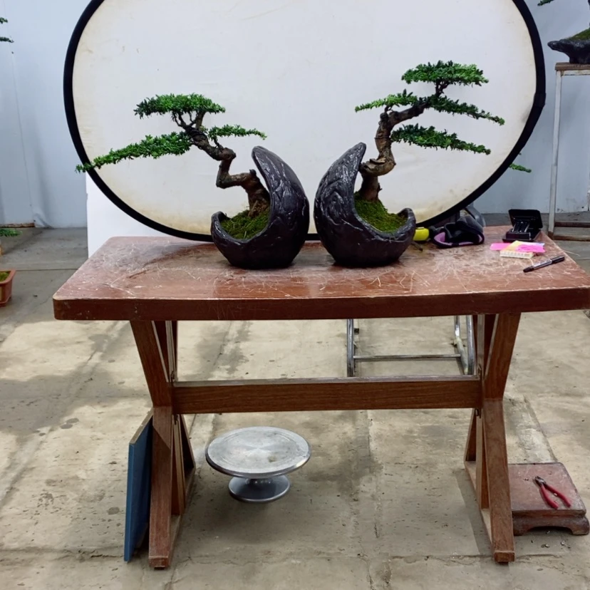 【闪购商品】无花朵罗汉松