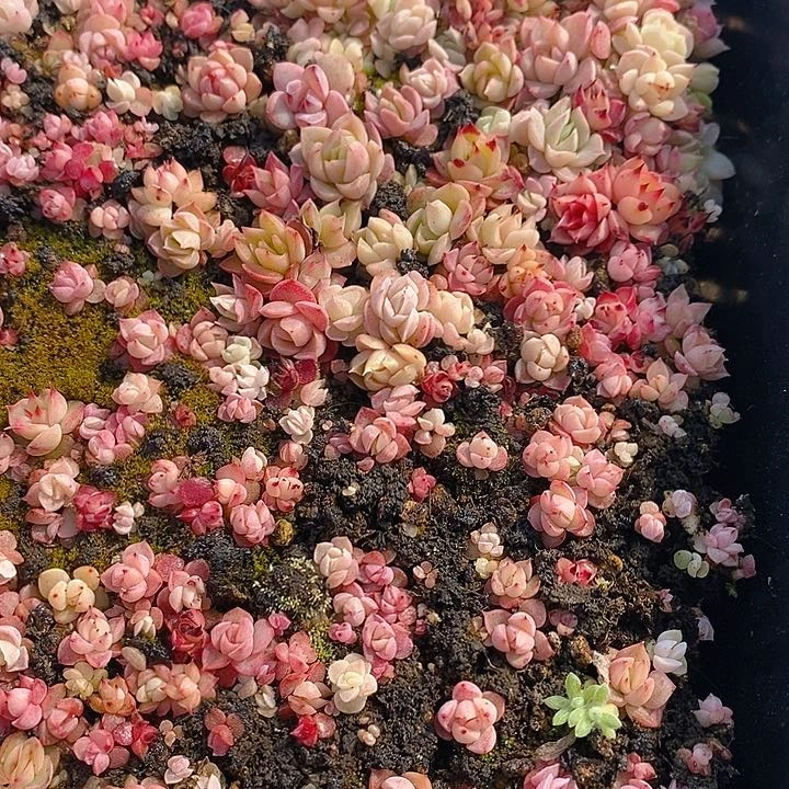 28 多肉植物盆栽花卉植物