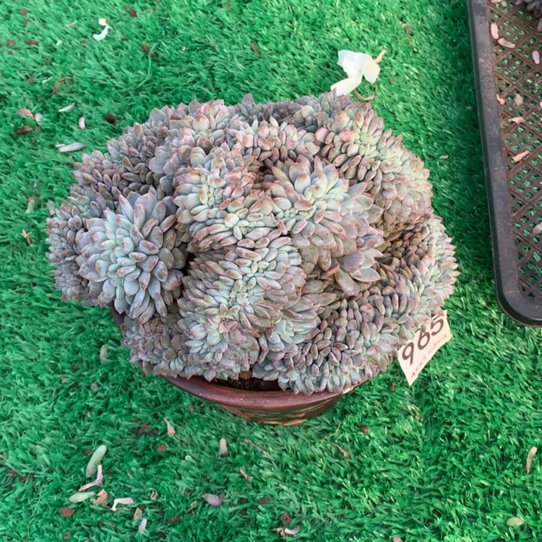 965橙子缀多肉植物