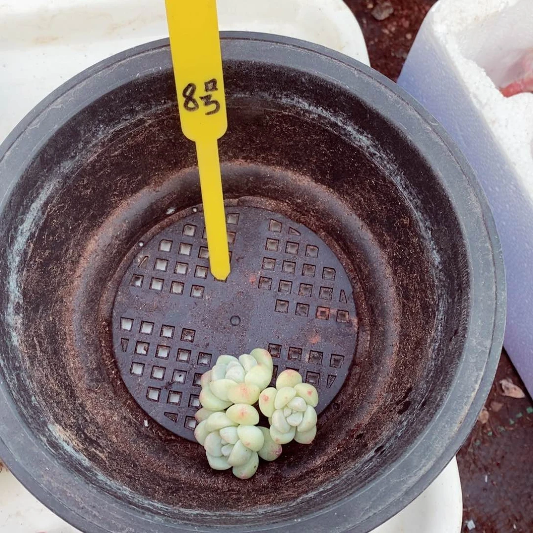 8号的肉肉肉肉肉肉