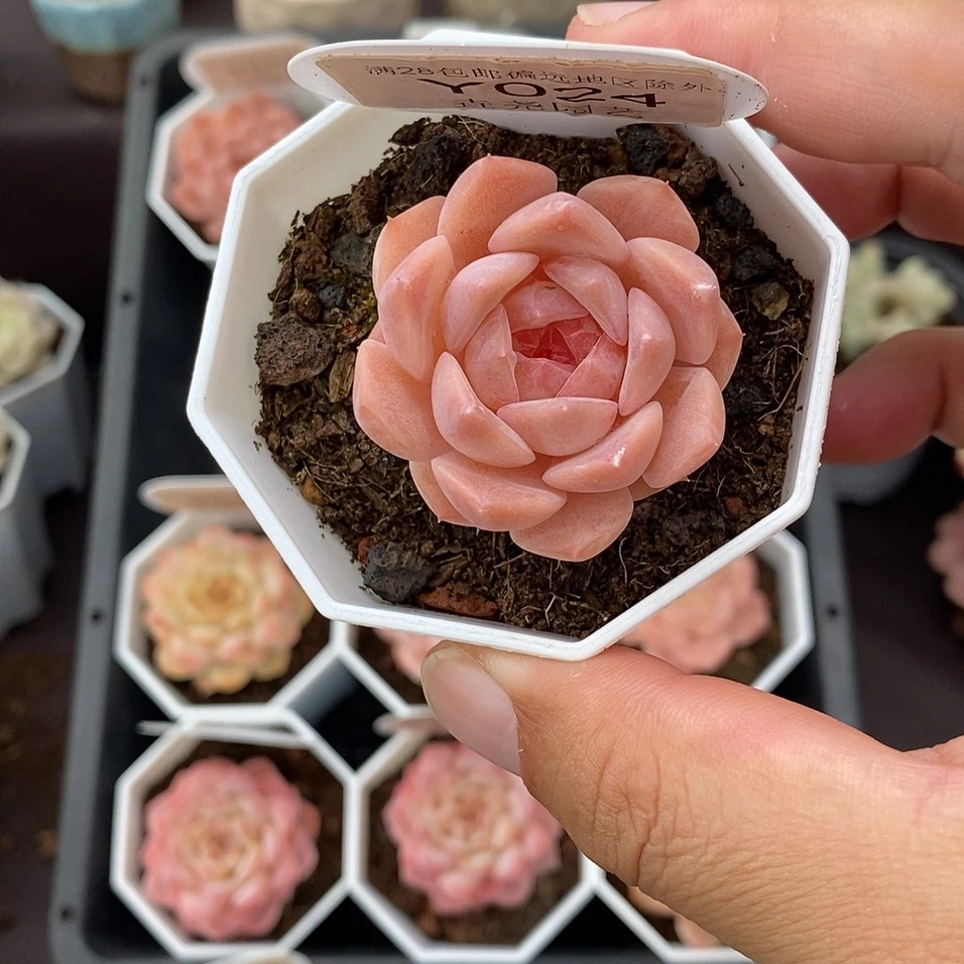 0024 粉魄 3.5cm 单头