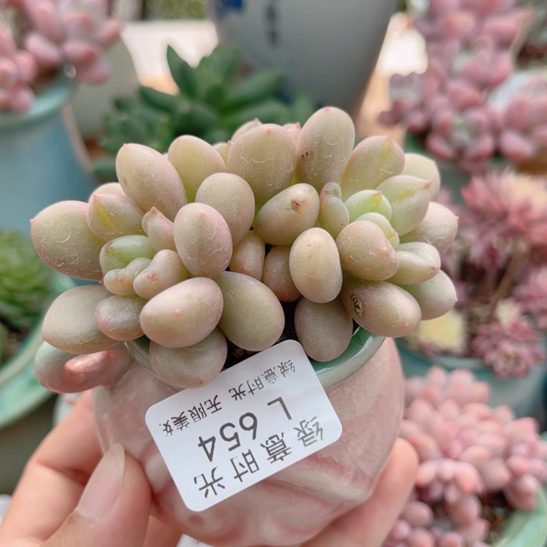 654 比尔盖茨 带陶瓷盆发货 一物一拍
