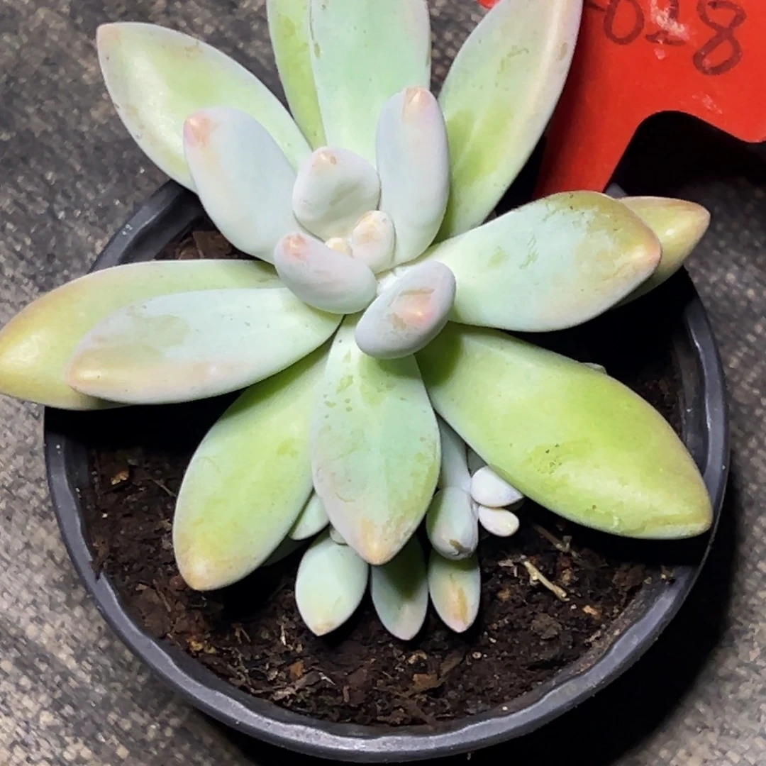 2628号晚上多肉植物群生