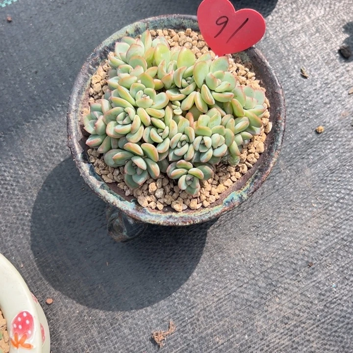 丰***佳多肉植物一物一拍