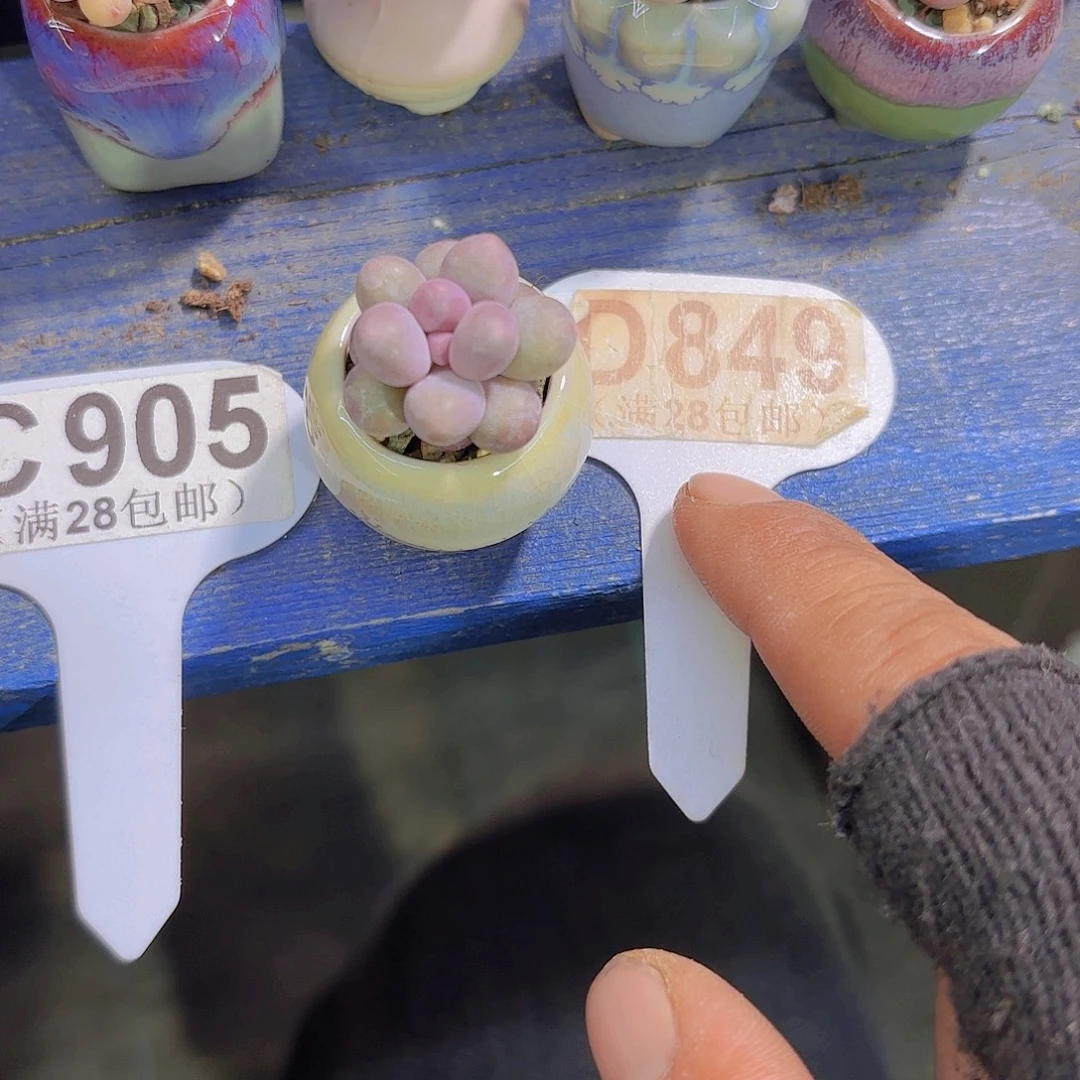 D849汤圆一物语拍