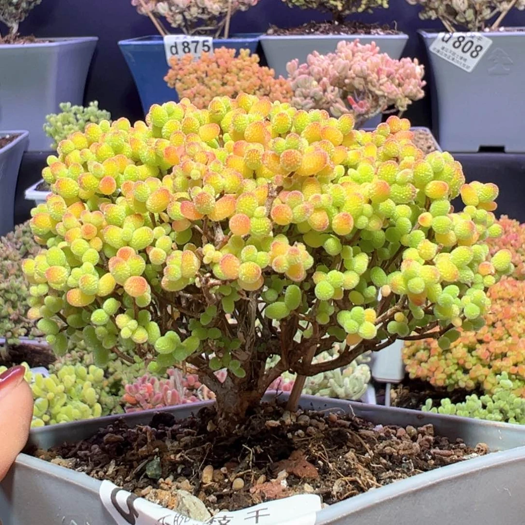 d744老桩金桔糖球枝干番杏