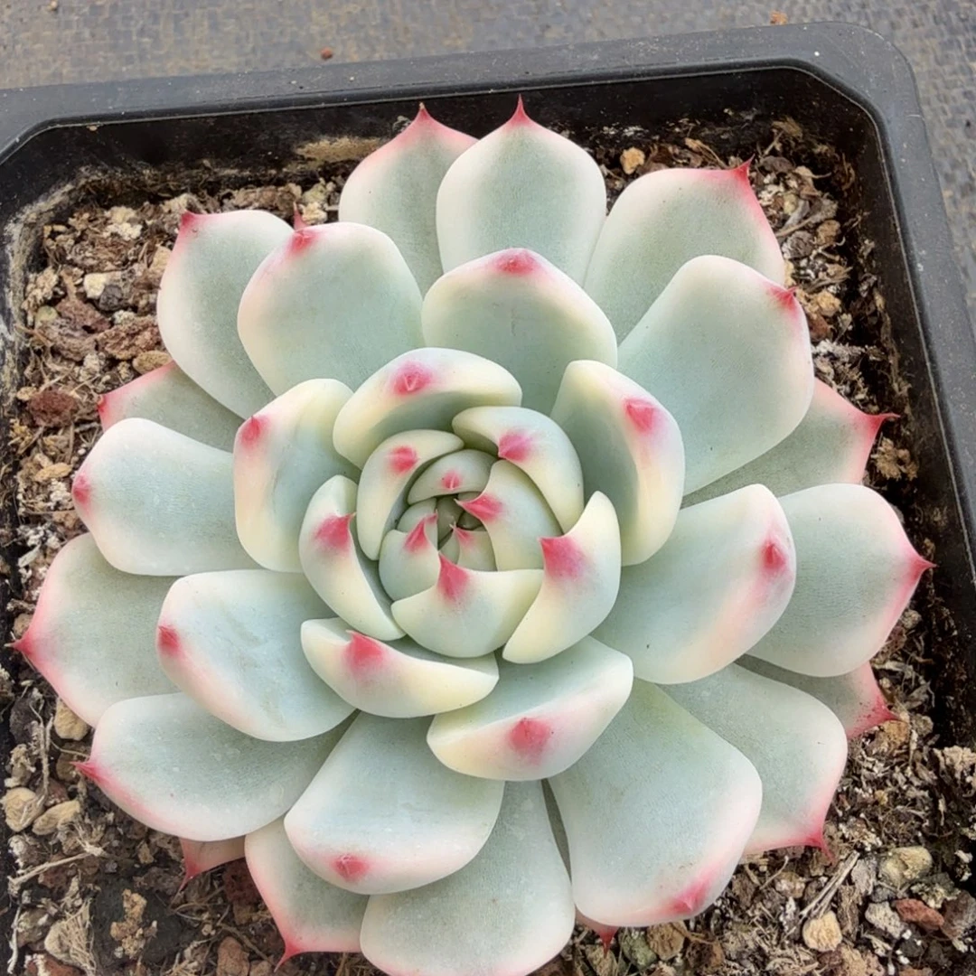 吉娃娃锦锦上园艺一物一拍