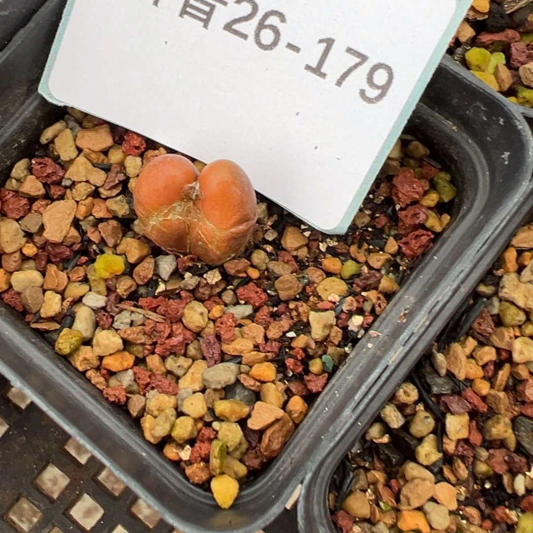 26-179肉锥多肉植物，