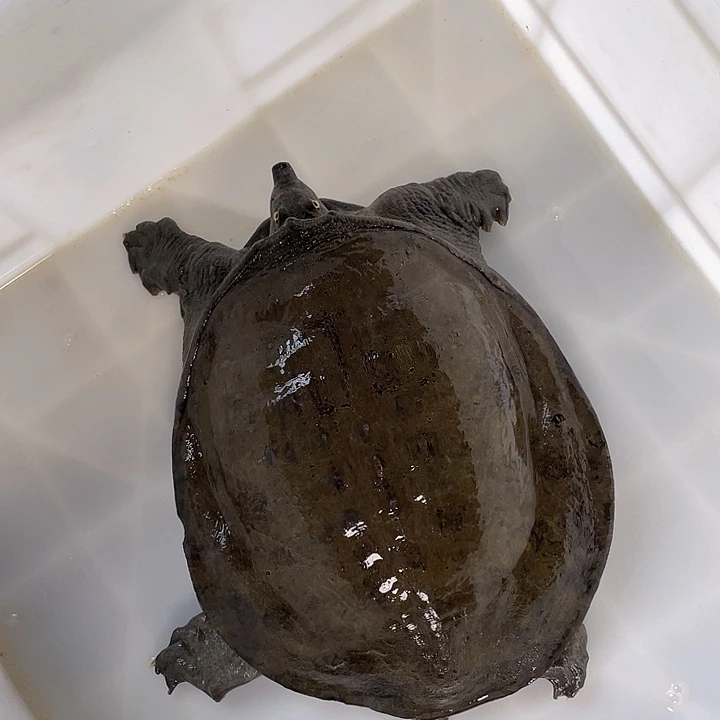 M***o中国大陆福利鱼包活不退换