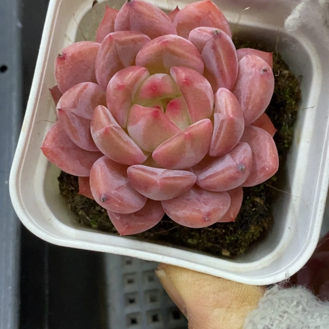 精品多肉一物一拍不包整110