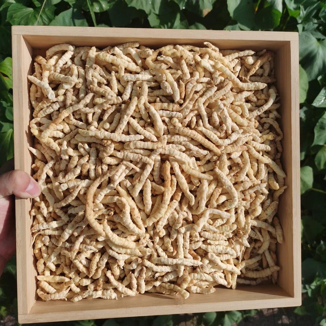白玉虫草参