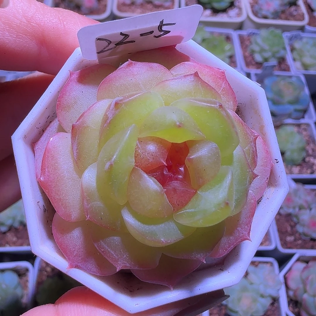 22-5福利甜心谪仙单头