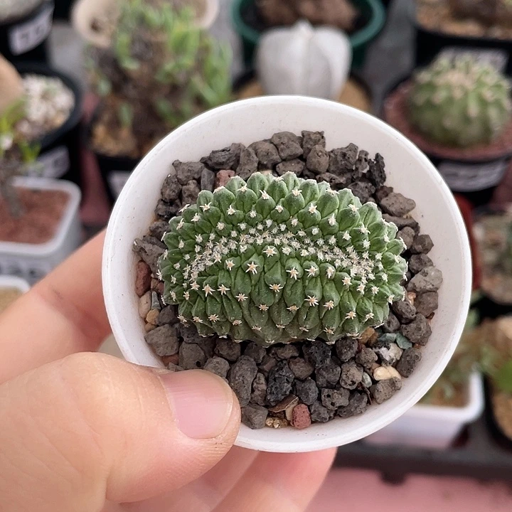 066实生菊水缀化仙人球