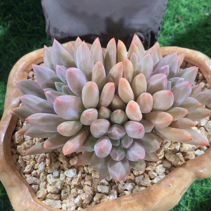 多肉乐园精品水晶球