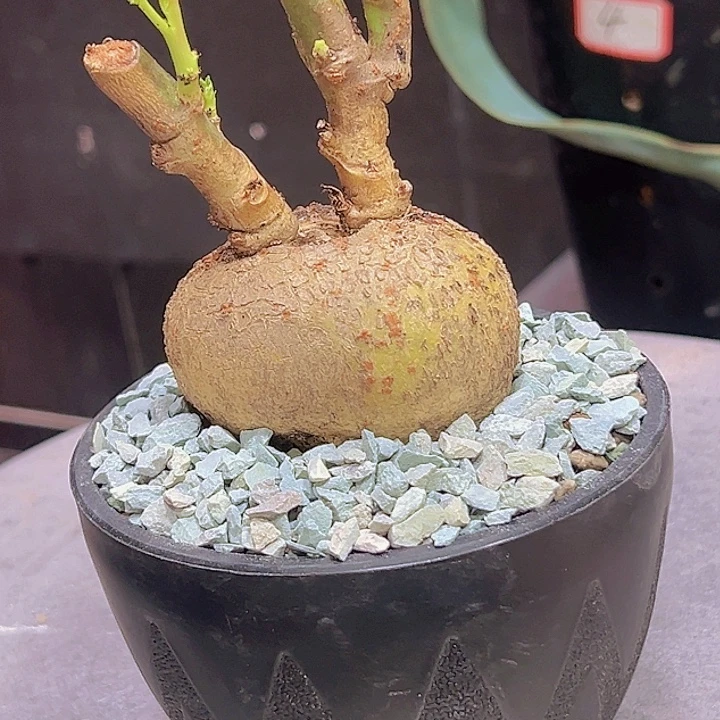 锦珊瑚88888888888