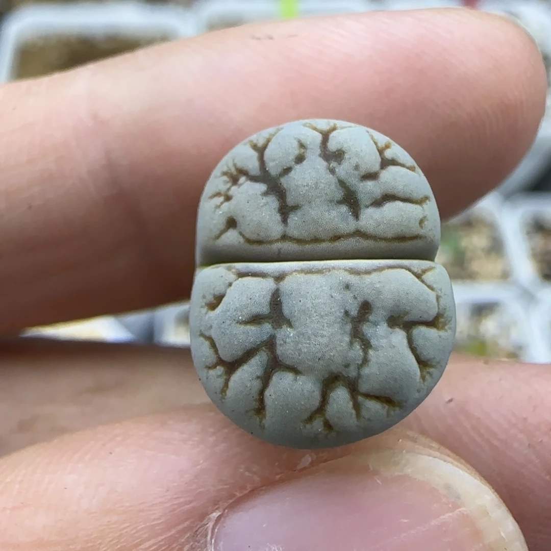 618c188 清框福利30包邮