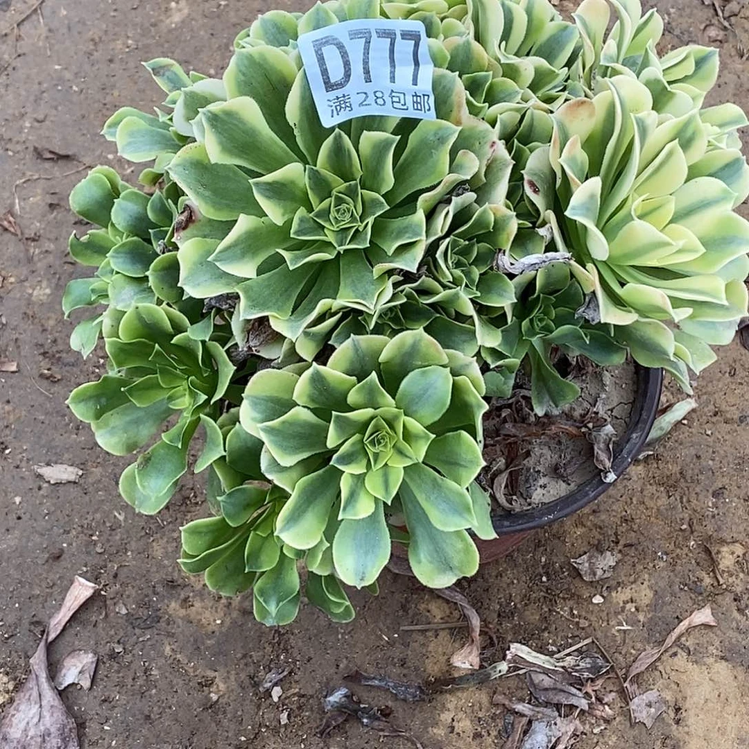 777绿豆沙多肉植物无售后