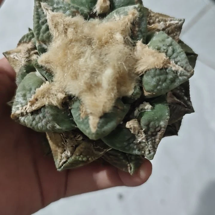 一物一拍，苗接自根仙人球！！