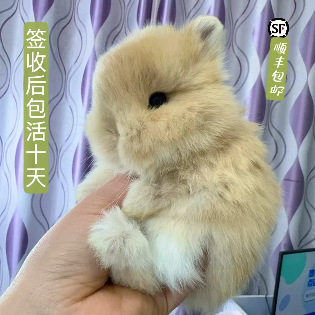 美系双血侏儒萌宠小宠物兔小型给抱亲人粘人贴人治愈迷你兔子