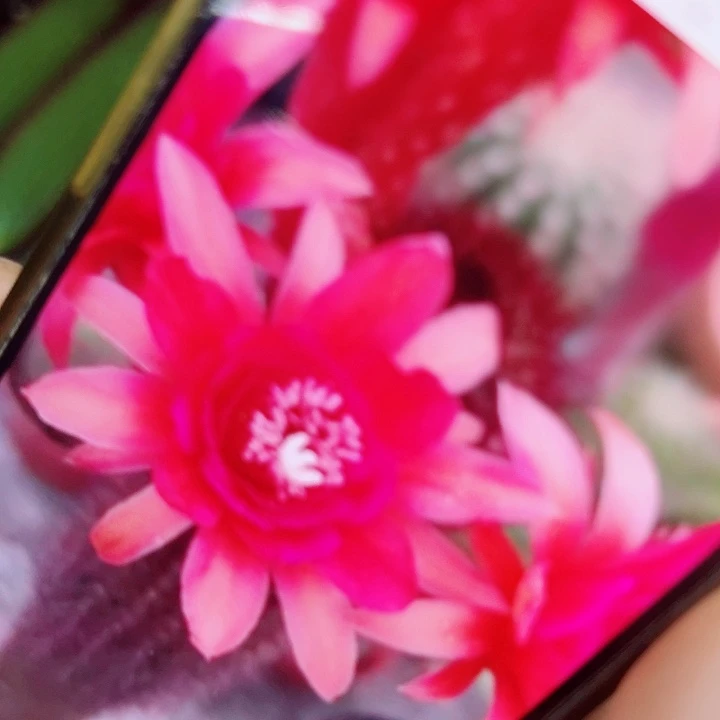 金妞 摩紫 侧芽 18厘米 长满20包邮