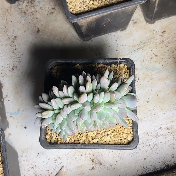 奥普琳娜群生缀化