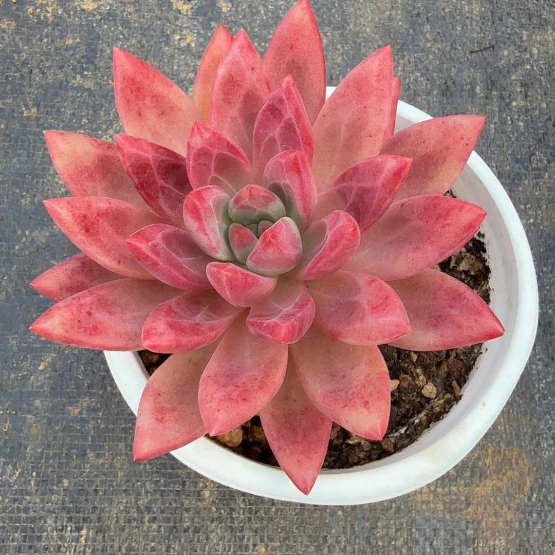 美***姥赫菲斯托锦上园艺一物一拍