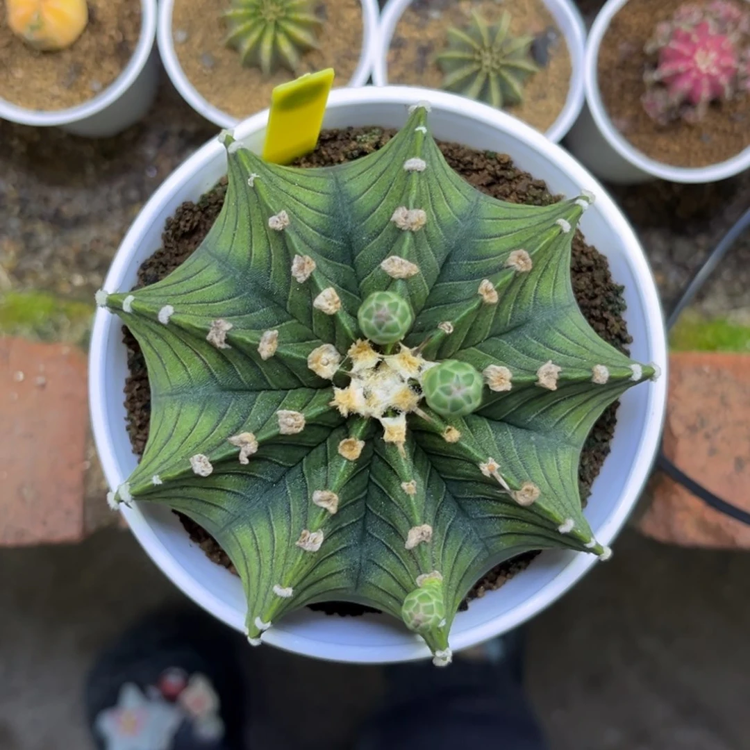 无刺高绒肋骨 实生 9.2 特价捡漏