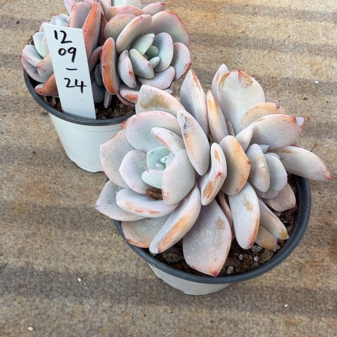 妍***一1209-24奶茶三头群两颗