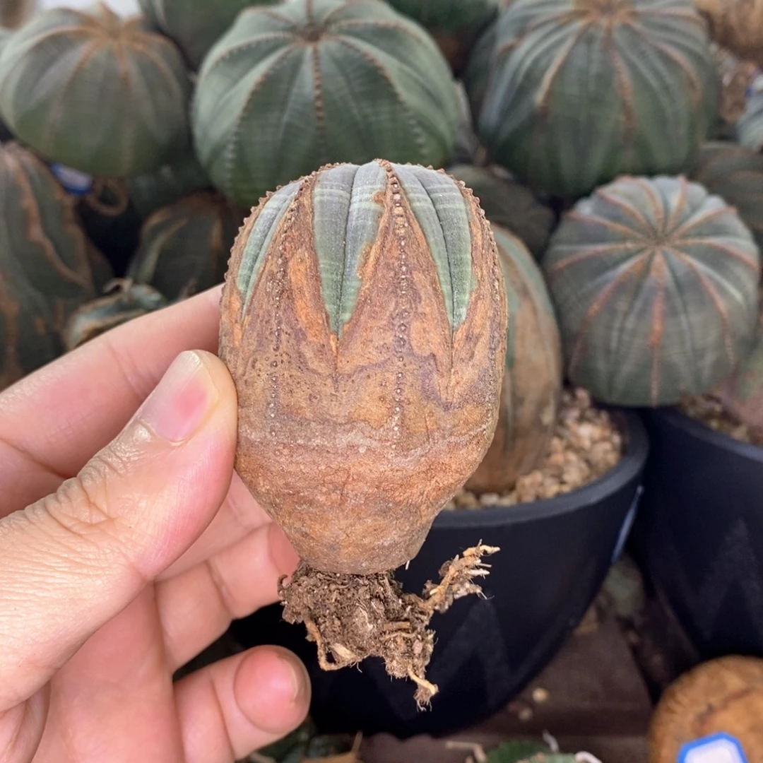 欧系布纹球一物一拍