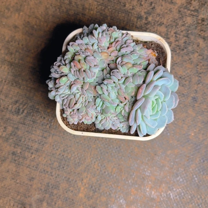 海棠花福利111111111111