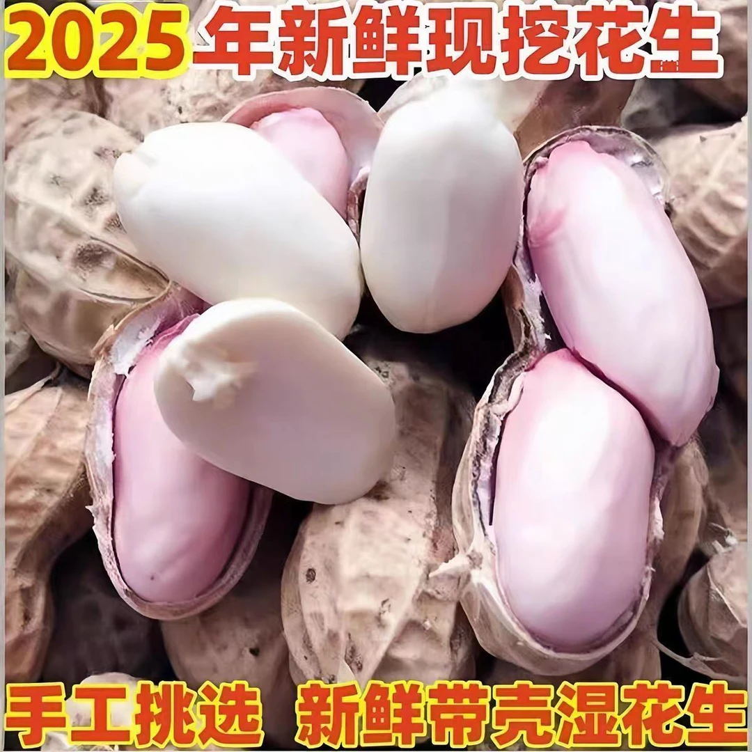 2025年新鲜花生颗粒饱满早熟农家新鲜带壳现挖现卖全国包邮