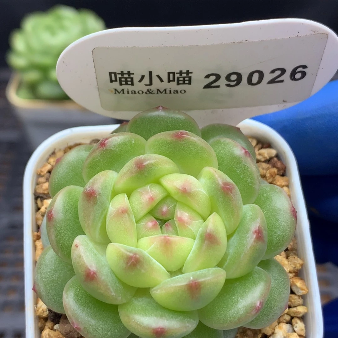 多肉植物杂交珍妮