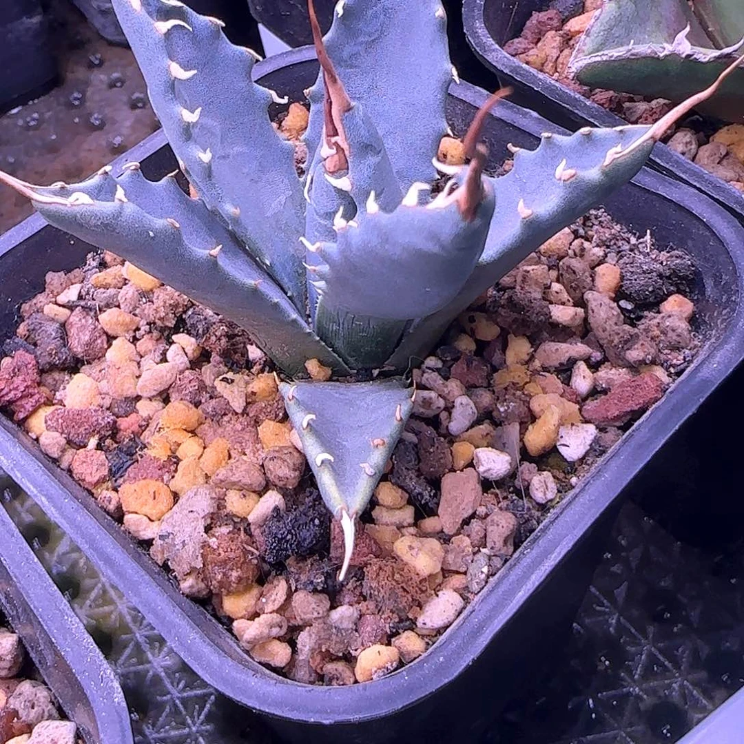 曲刺妖炎龙舌兰1111111