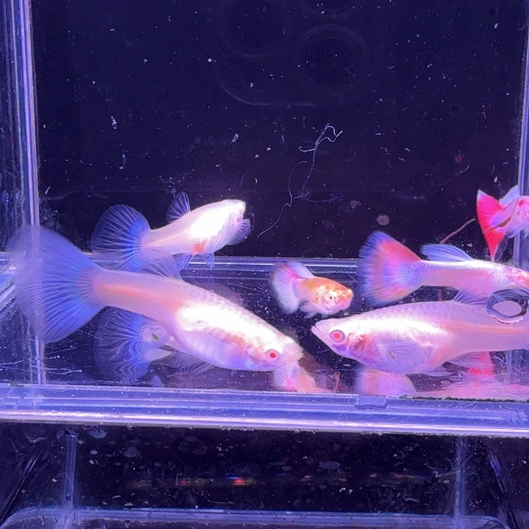 孔雀鱼火烧云3对孔雀鱼