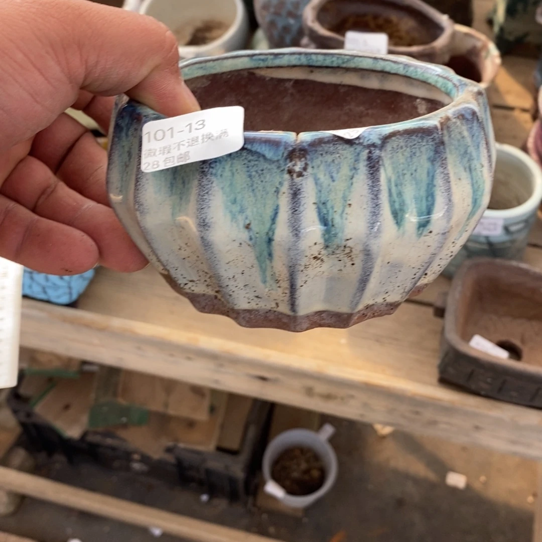 13号花盆内10高7窑裂