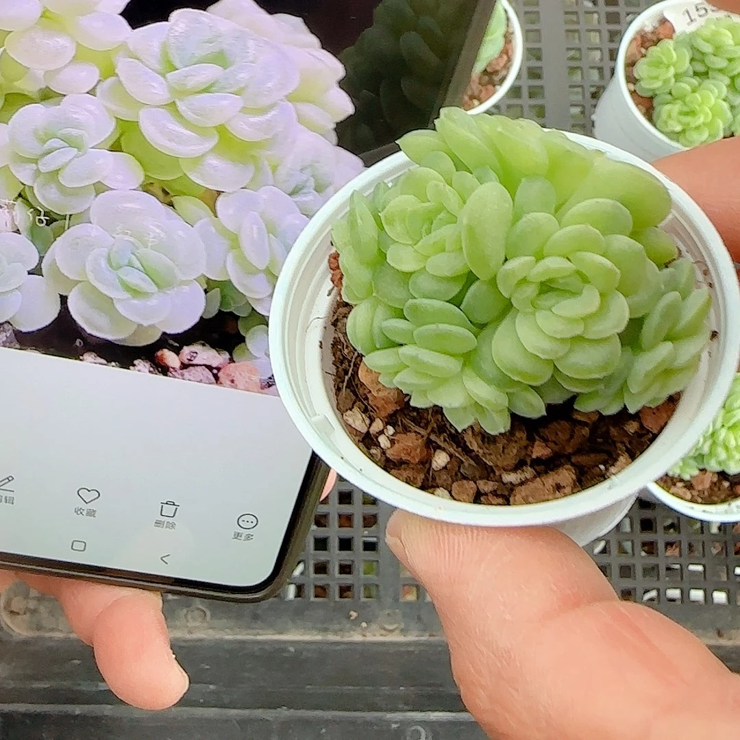 气***水1119-155（棉花卷）专拍