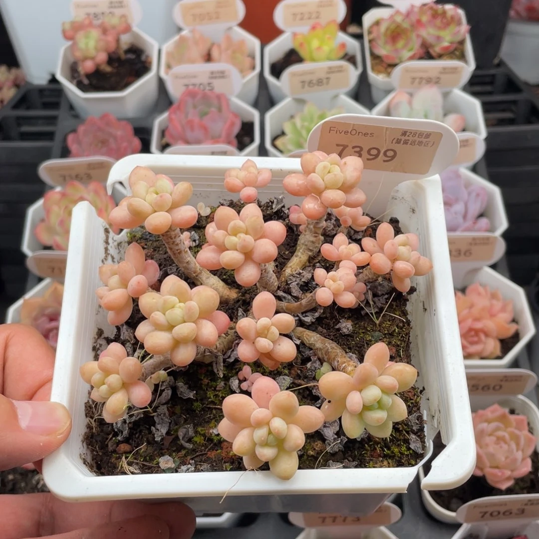 鱼子酱7399-10.5厘米