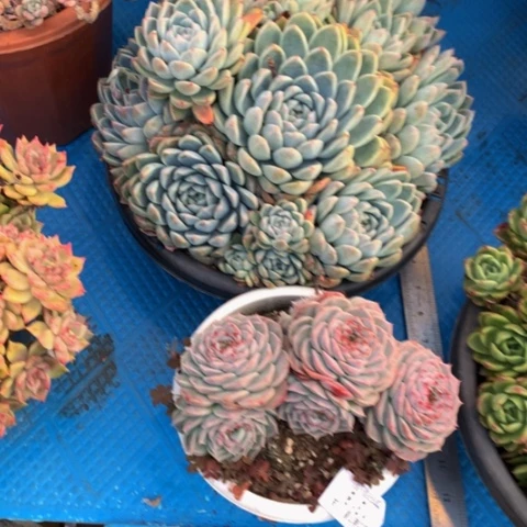 沉**切1318带盆多肉