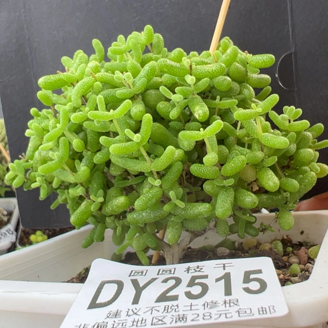 【闪购商品】dy2515金桔糖球冠幅8.5cm