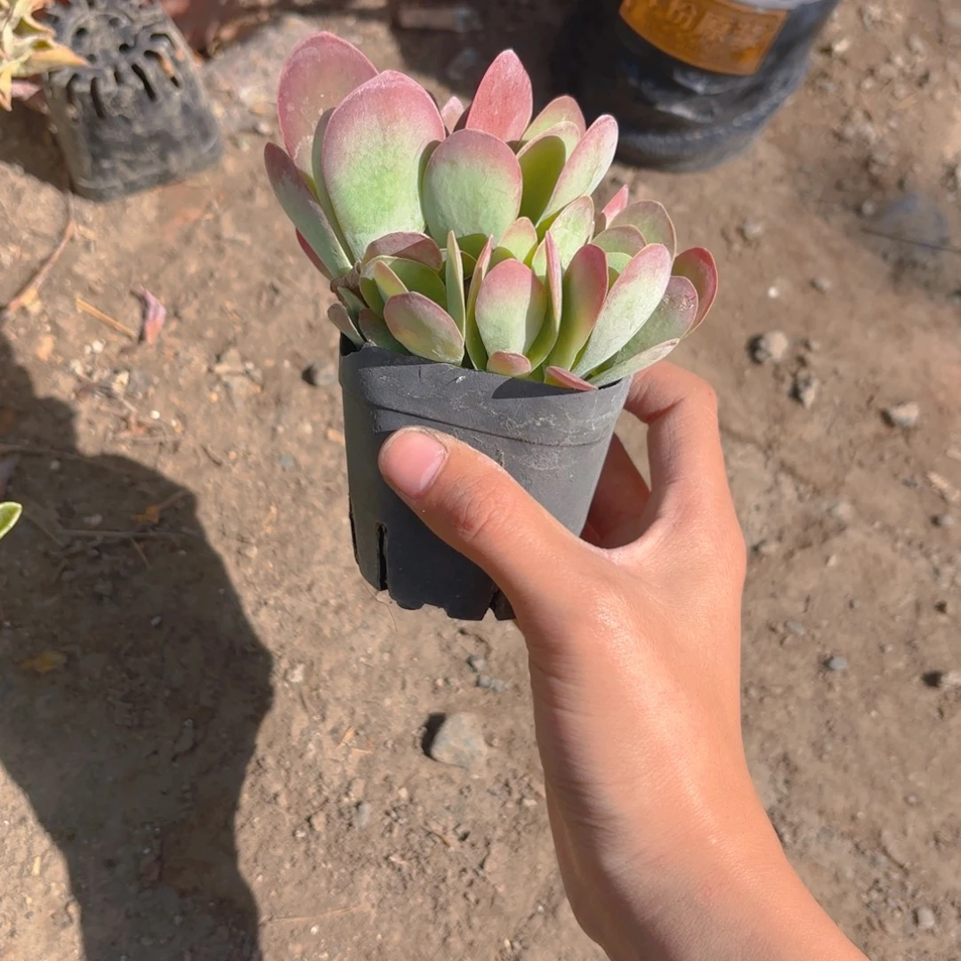 满盆唐印7cm新疆包邮