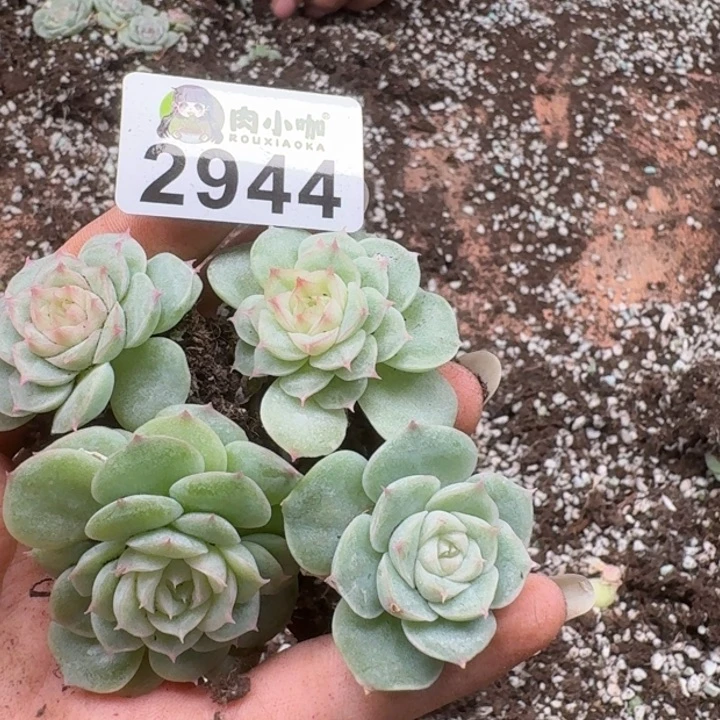 一***贝多肉植物多肉植物